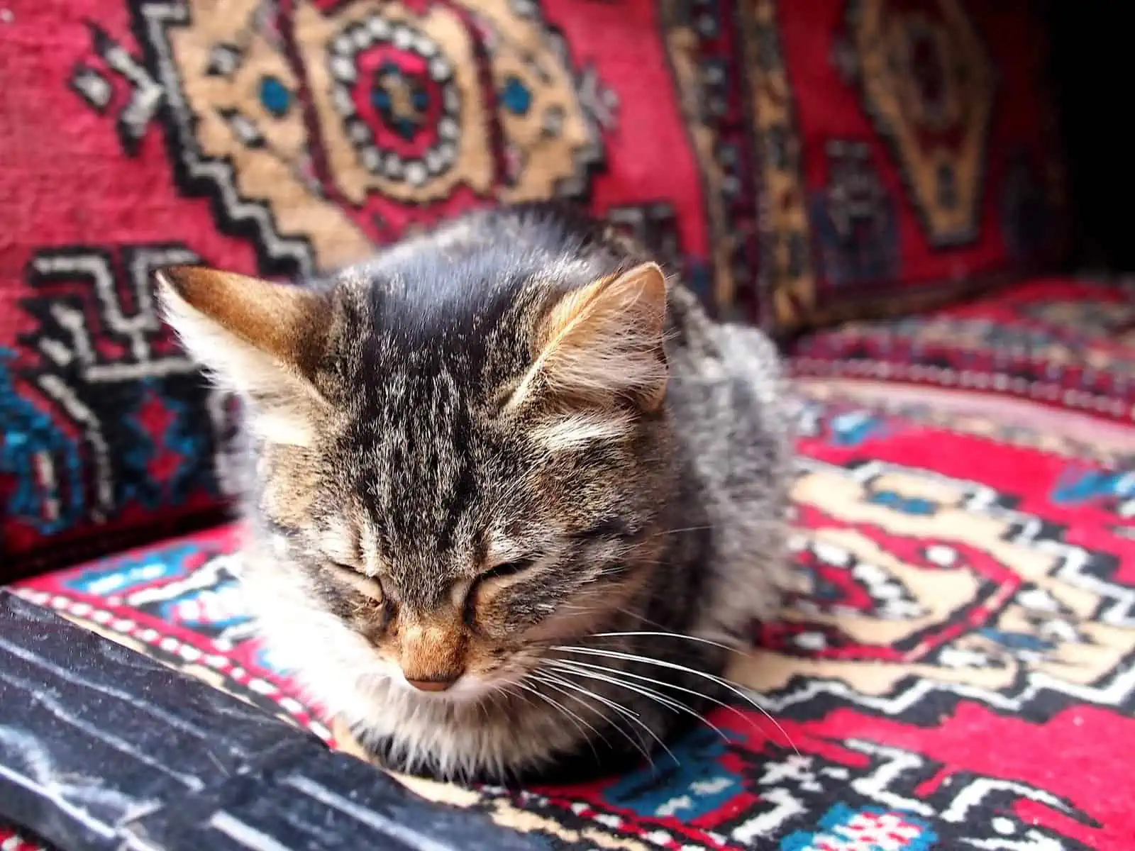 World Stray Animals Day and Bosphorus Cruise